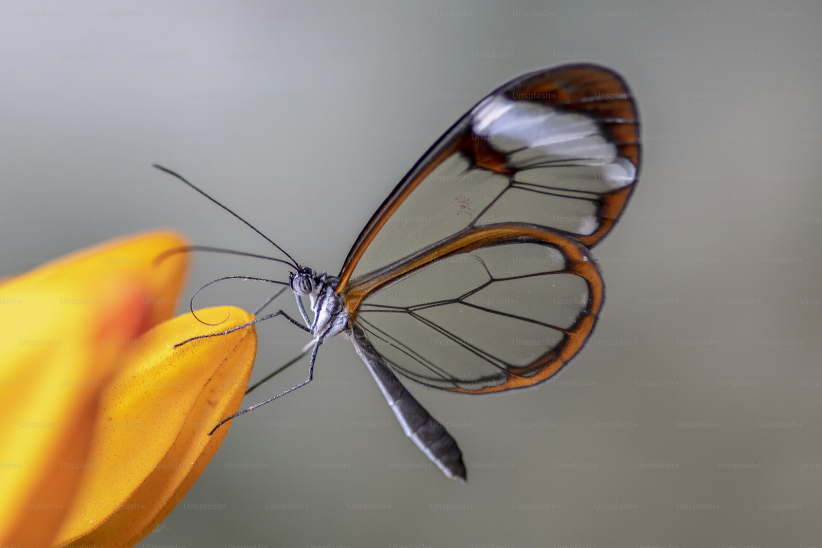 A glasswing butterfly with transparent wings on an orange flower.