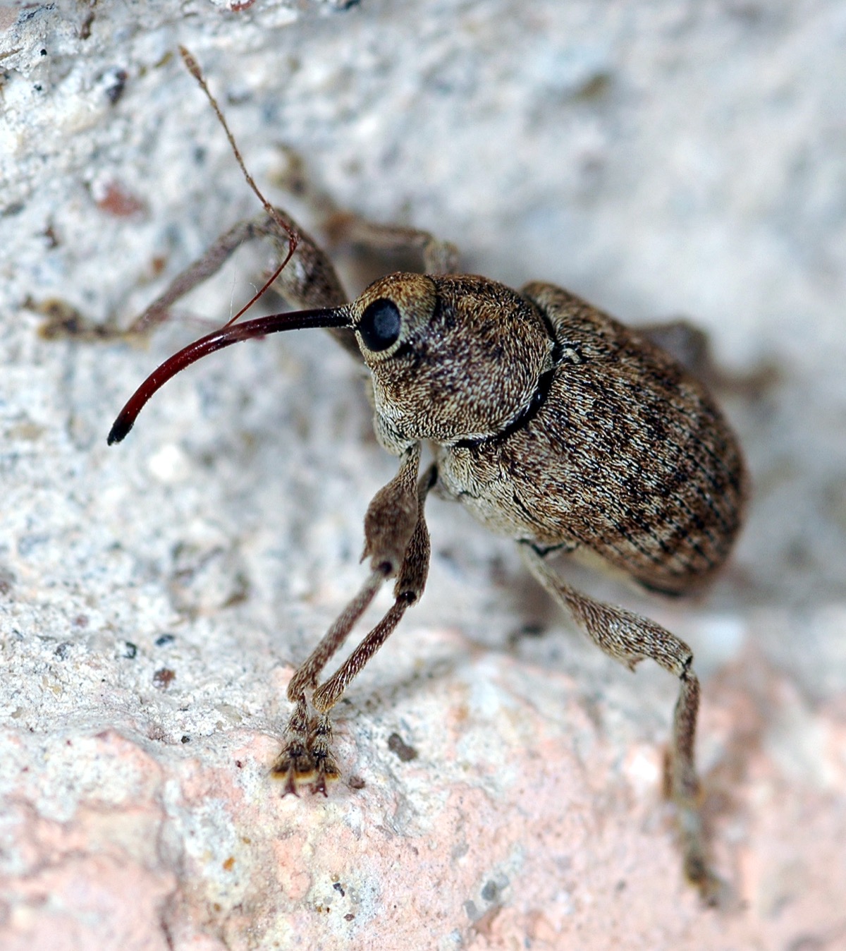 Weevil